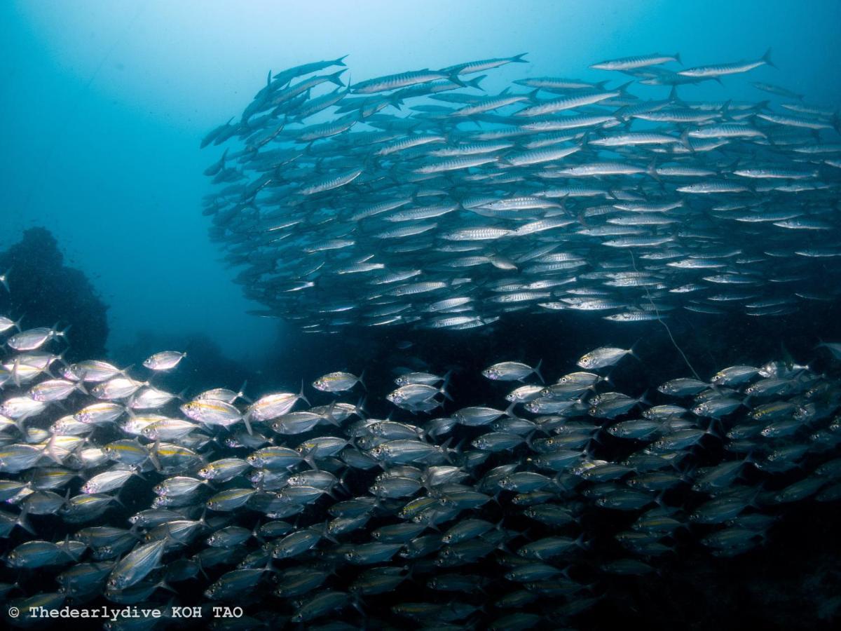 The Dearly Koh Tao Hostel-Padi 5 Star Dive Resort Экстерьер фото